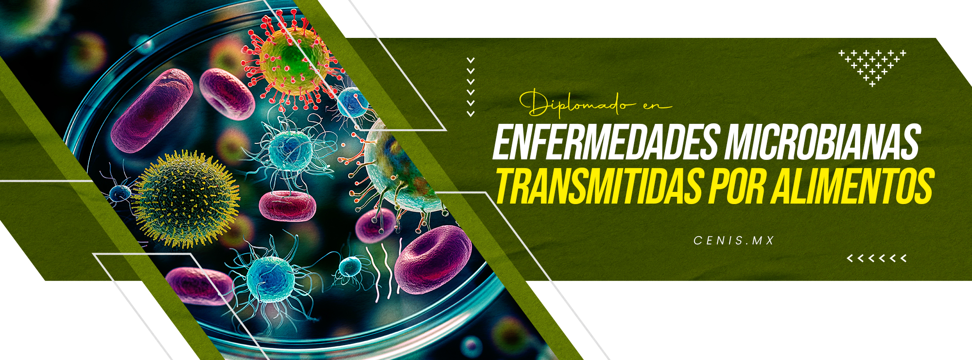 ENFERMEDADES MICROBIANAS TRANSMITIDAS POR ALIMENTOS 